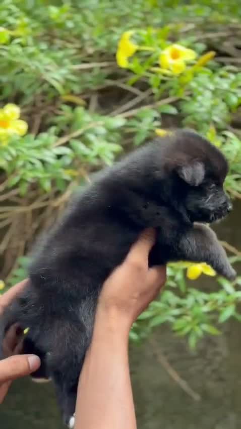 Pomeranian Puppy, farm video