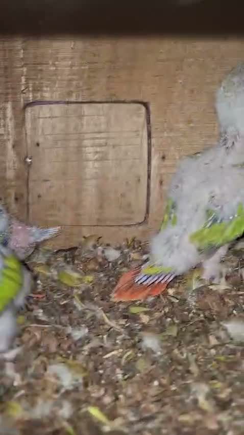 Small Cheek Conure, farm video