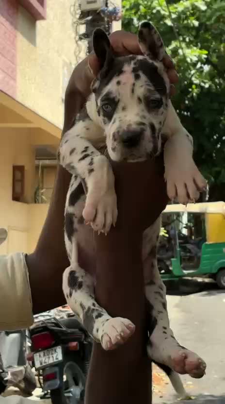 Dachshund Puppy, farm video