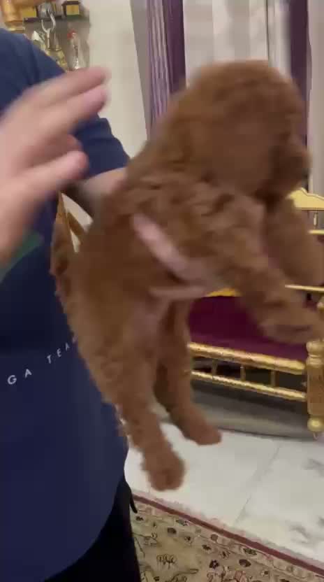 Toy Poodle Puppy, farm video