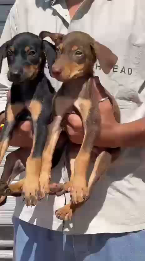 Doberman Pinscher Puppy, farm video