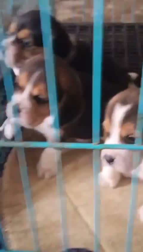 Beagle Black & Tan Puppy, farm video