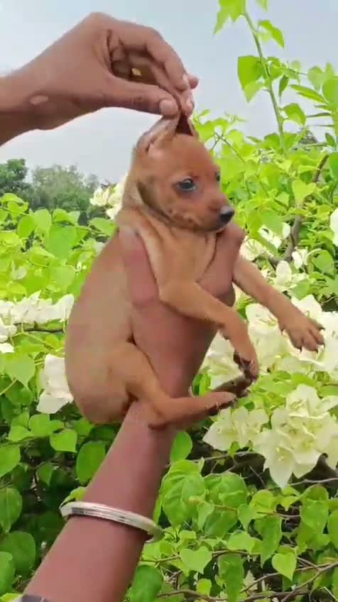 Miniature Pinscher Puppy | Brown & Tan, farm video