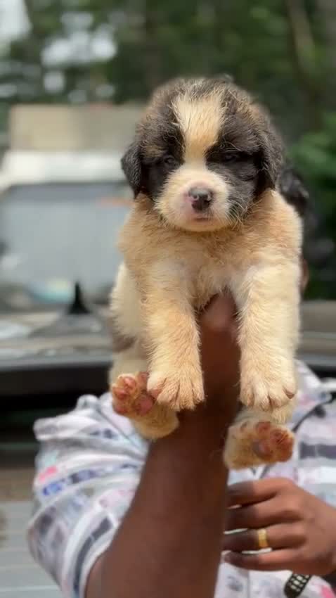 Saint Bernard Puppy, farm video