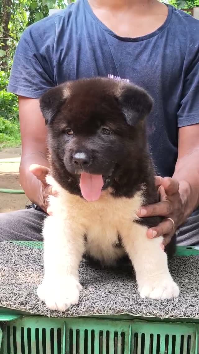 Akita Inu Puppy, farm video