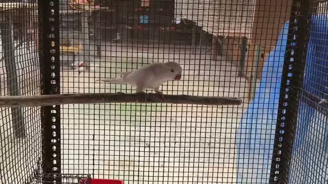 Albino Monk, farm video