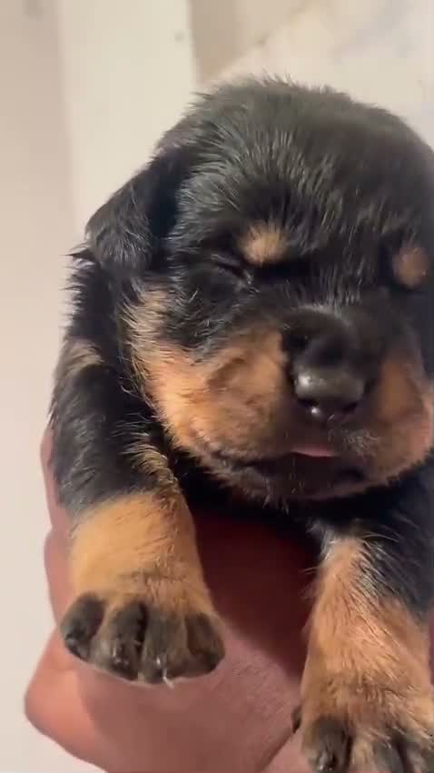 Rottweiler Puppy, farm video