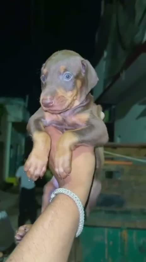 Doberman Pinscher Puppy, farm video