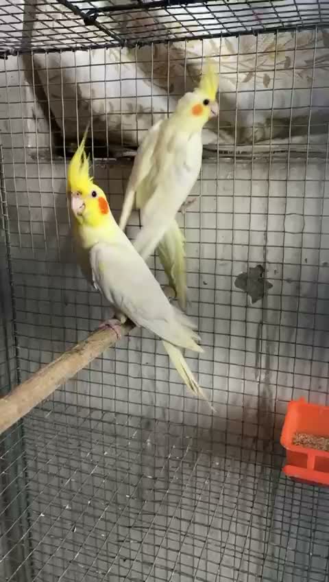 Cockatiel | Lutino, farm video