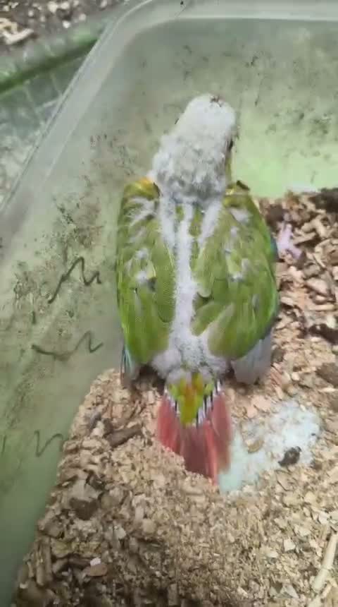 Small Cheek Conure, farm video