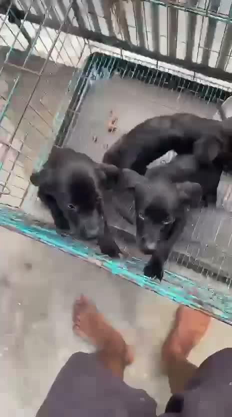 Beagle Black & Tan Puppy, farm video