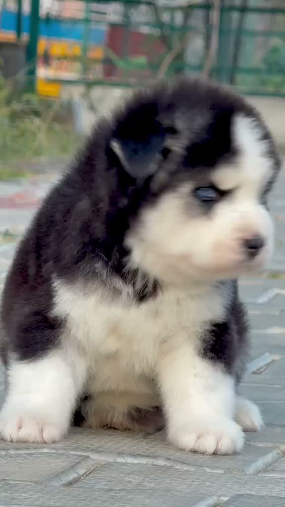 Siberian Husky Puppy | Black & White Color, farm video