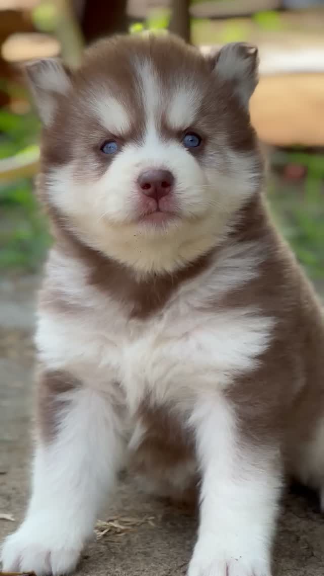 Siberian Husky Puppy | Black & White Color, farm video