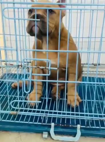 American Bully Pocket Size Puppy, farm video