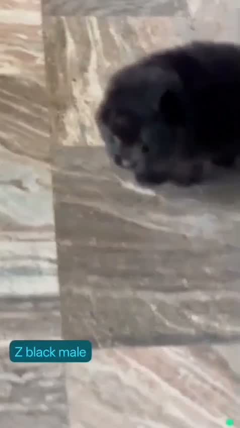 Pomeranian Puppy, farm video
