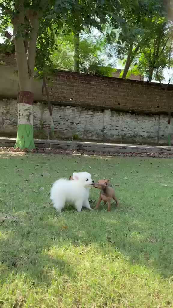 Culture Pom Puppy | White Color, farm video