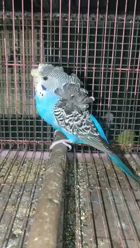 Hogoromo Budgies, farm video