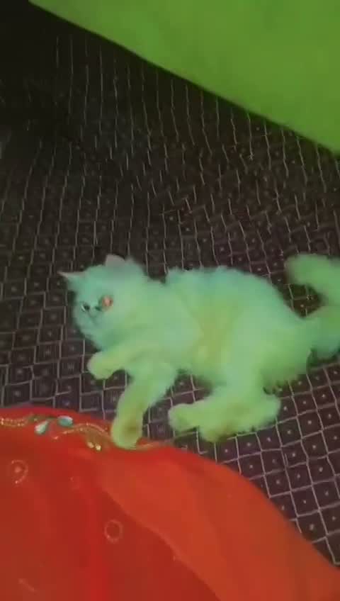 Dachshund Puppy, farm video