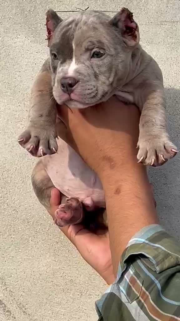 American Bully Pocket Size Puppy, farm video