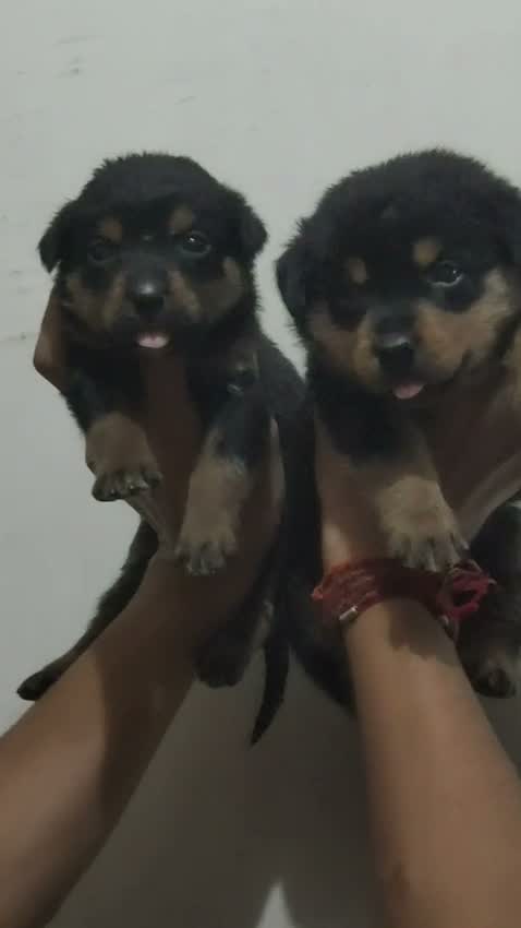 Rottweiler Puppy, farm video