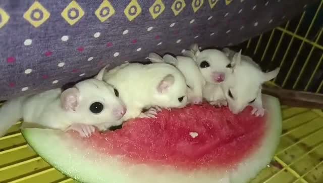 Sugar Glider | Grey, farm video