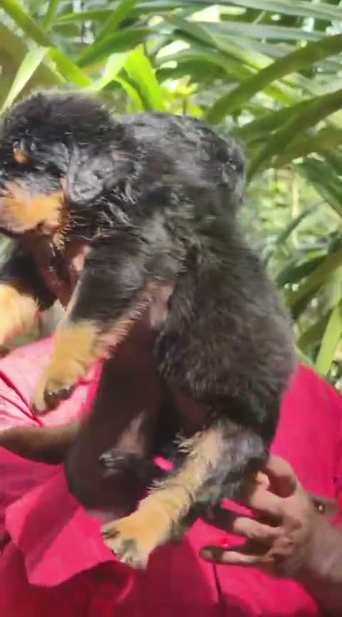Rottweiler Puppy, farm video