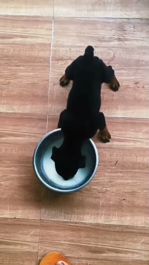 Dachshund Puppy, farm video