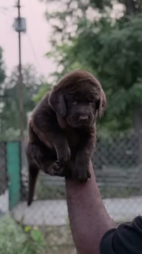 Beagle Black & Tan Puppy, farm video