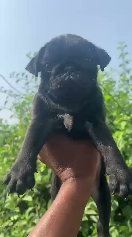 Pug Puppy, farm video