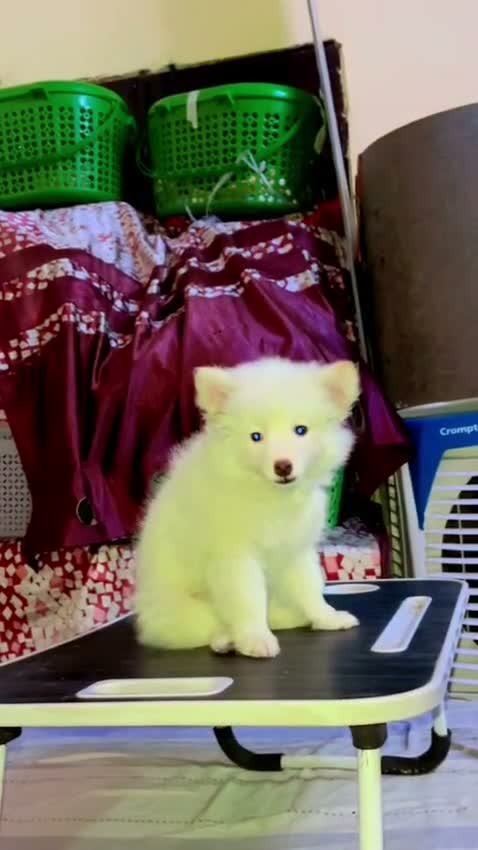 Culture Pom Puppy, farm video