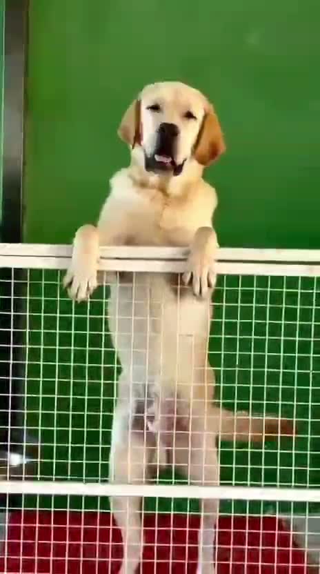 Beagle Black & Tan Puppy, farm video