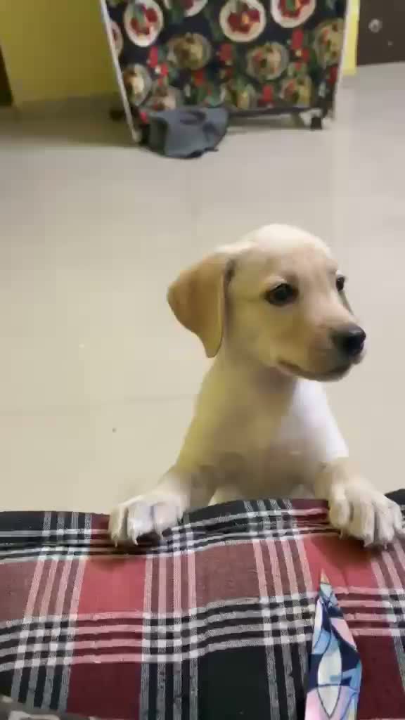 Beagle Black & Tan Puppy, farm video