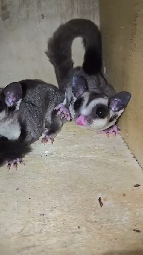 Sugar Glider | Grey, farm video
