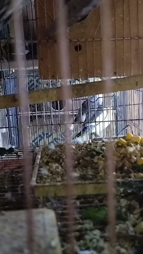 Cockatiel, farm video