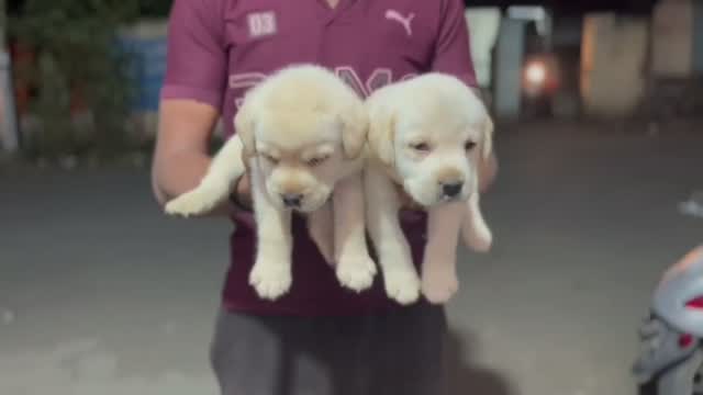 Beagle Black & Tan Puppy, farm video
