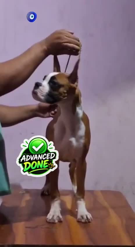 Boxer Puppy, farm video