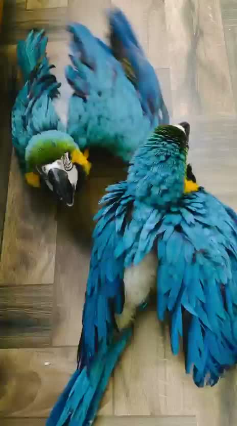 Blue & Gold Macaw, farm video