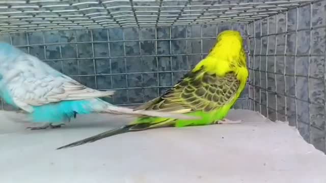 Budgies, farm video