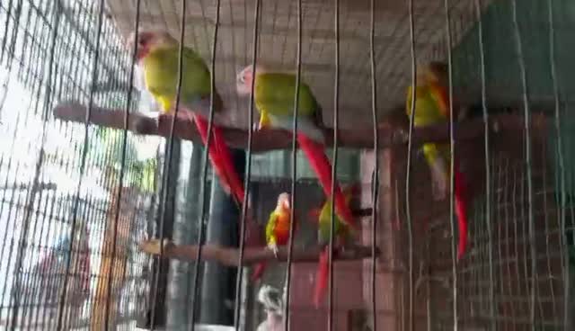Small Cheek Conure, farm video