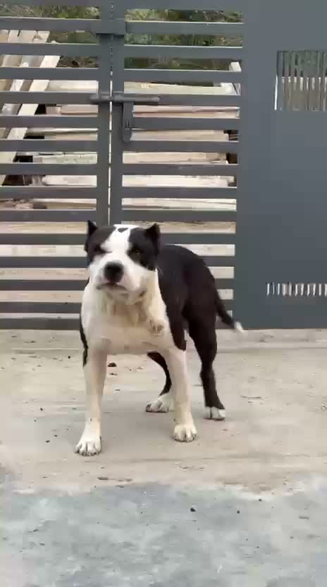 Pitbull Terrier Puppy, farm video