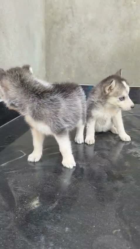 Siberian Husky Puppy | Black & White Color, farm video
