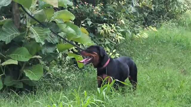 Rottweiler Puppy, farm video
