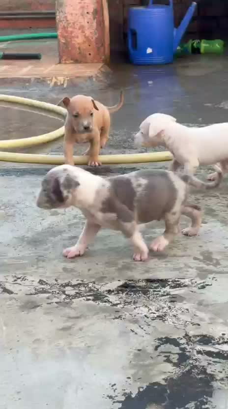 American Bully Pocket Size Puppy, farm video