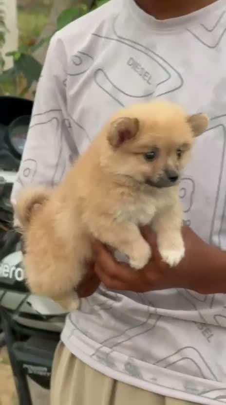 Pomeranian Puppy, farm video