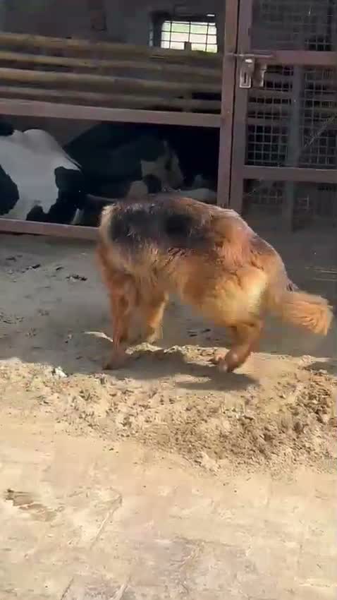 German Shepherd Puppy, farm video
