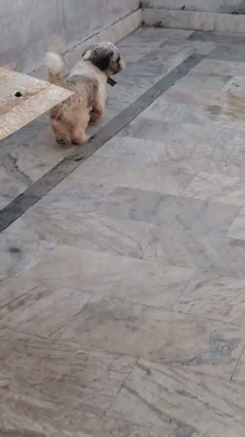 Shih Tzu | Tri Color Puppy, farm video