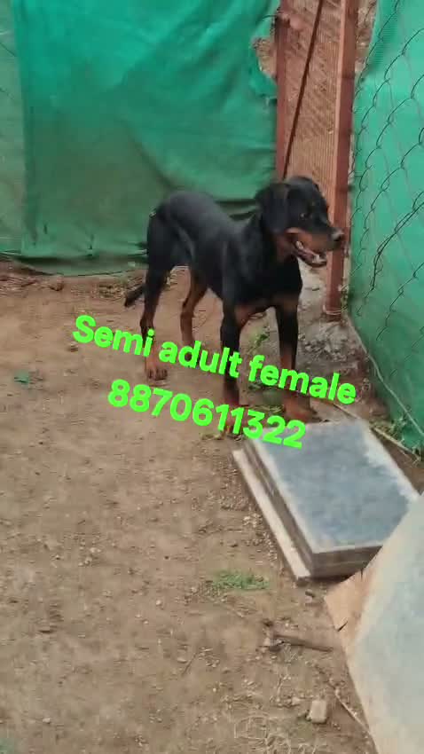 Rottweiler Puppy, farm video