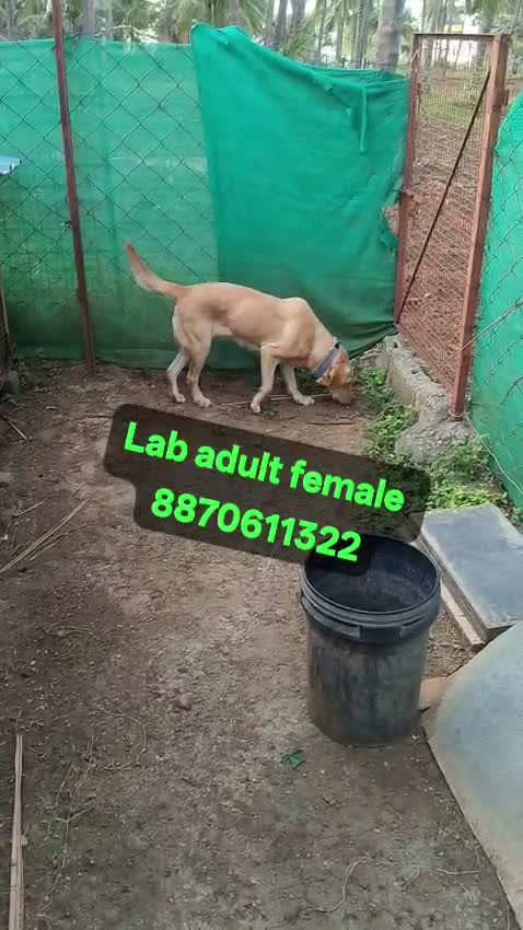 Beagle Black & Tan Puppy, farm video