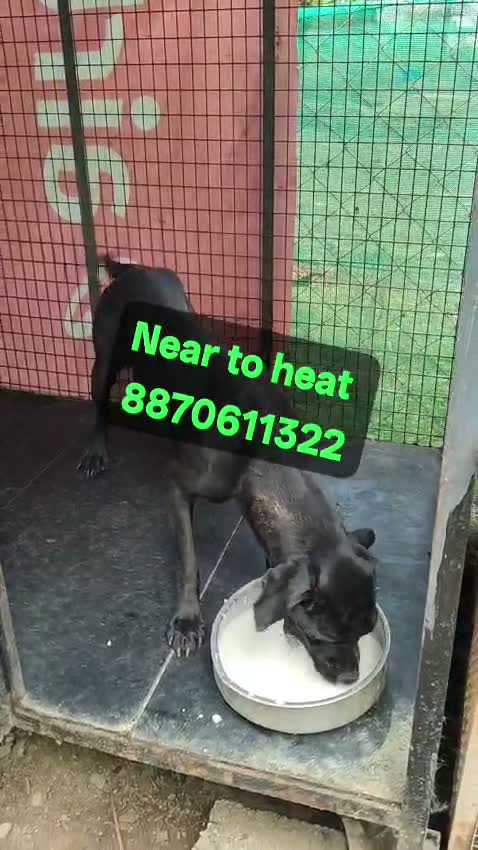 Cane Corso Puppy, farm video