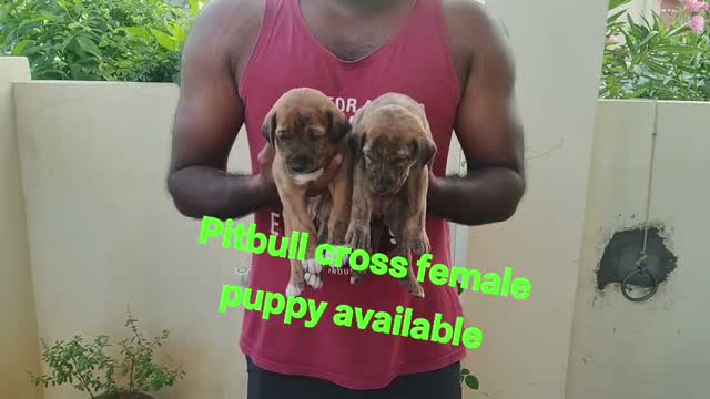 Pitbull Terrier Puppy, farm video